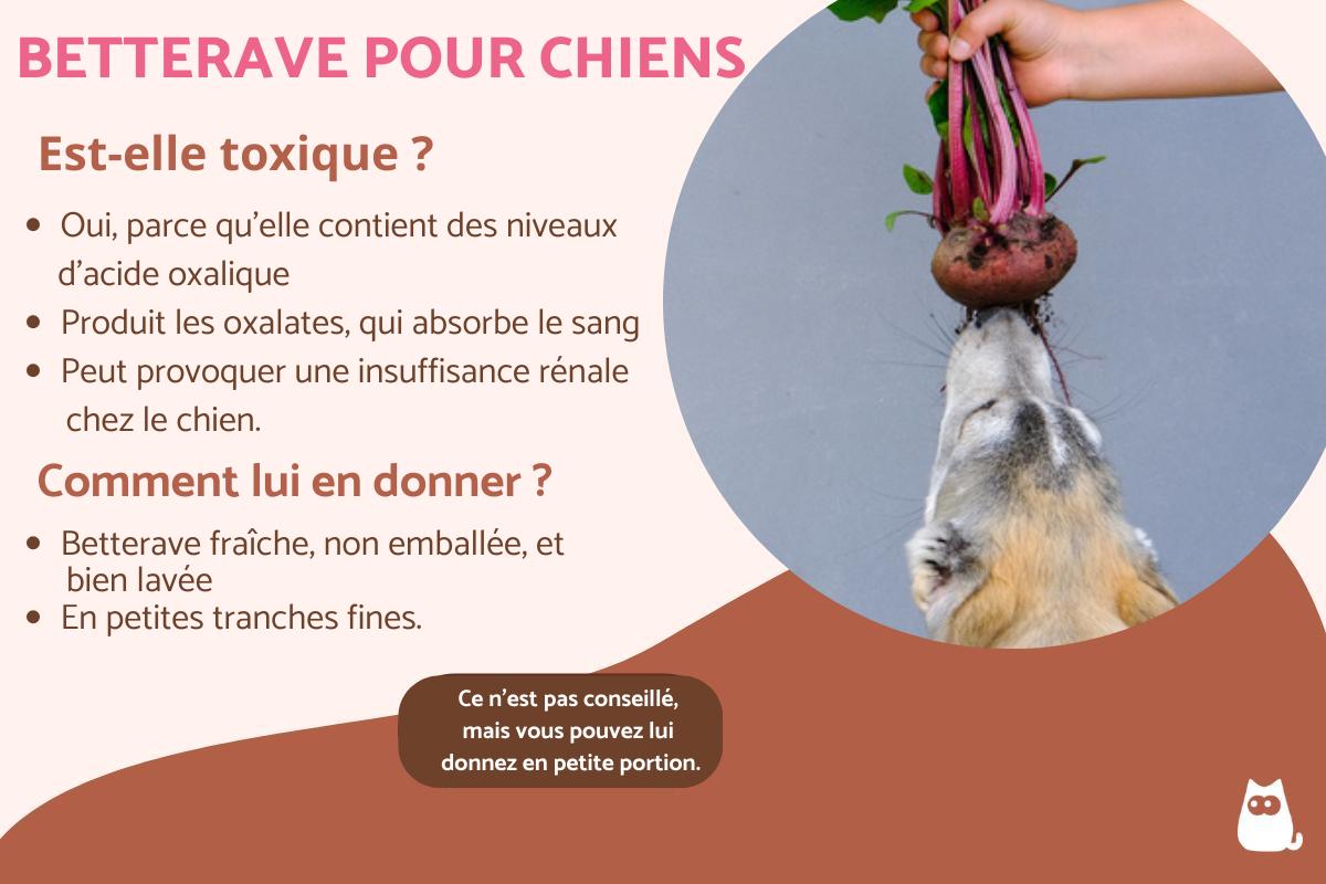 Peut-on donner de la betterave aux chiens ?