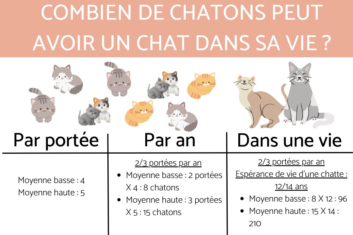 Combien de chatons peut avoir un chat dans sa vie ?
