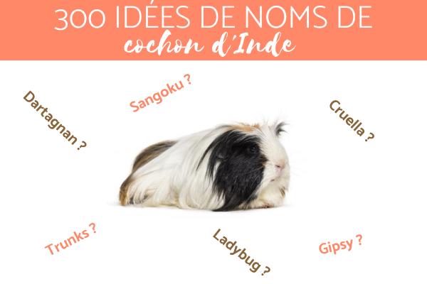 Noms pour cochon d'inde - femelle et mâle - Avez-vous trouvé un nom pour votre cochon d'inde ?