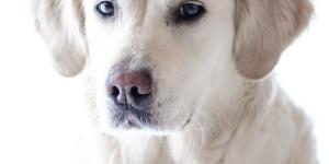 Cardiomyopathie hypertrophique chez le chien - Symptômes et traitement