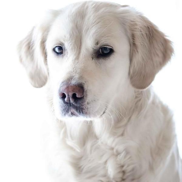 Cardiomyopathie hypertrophique chez le chien - Symptômes et traitement