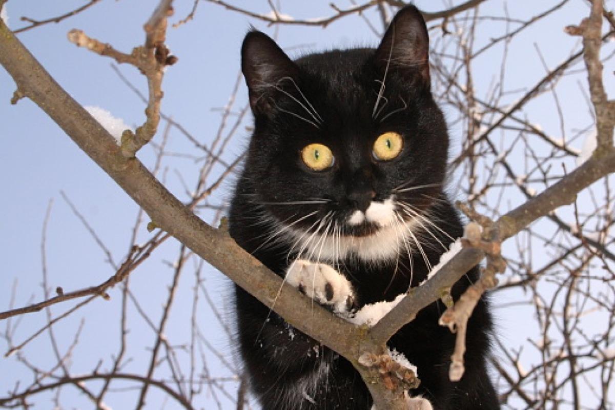 COMMENT FAIRE DESCENDRE UN CHAT D'UN ARBRE