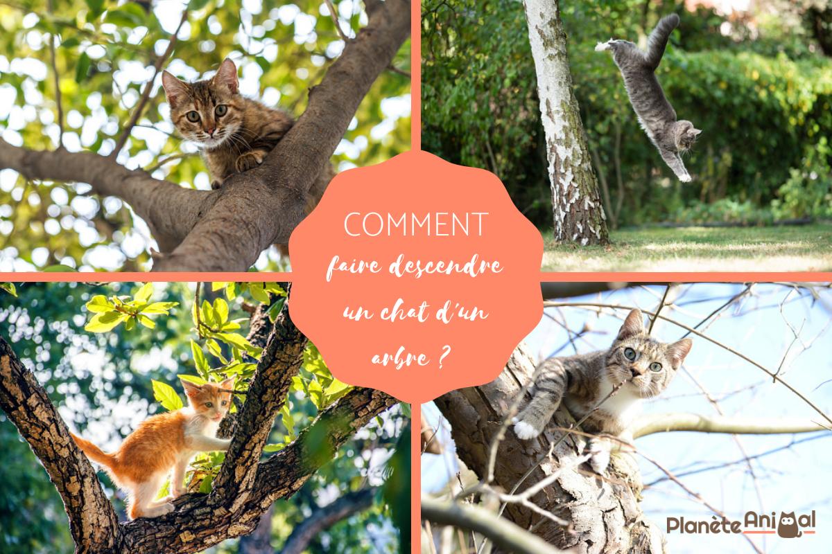 Comment faire descendre un chat d'un arbre