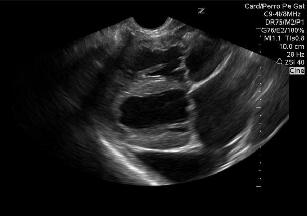 Cardiomyopathie hypertrophique chez le chien - Symptômes et traitement - Diagnostic de la cardiomyopathie hypertrophique chez le chien