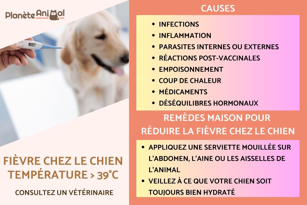 Fièvre chez le chien - Causes, symptômes et traitement