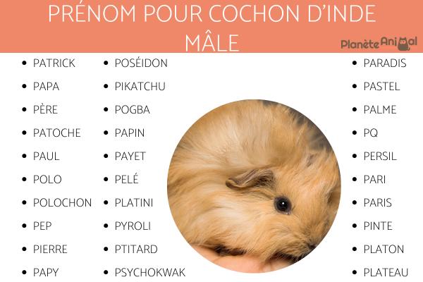 Noms pour cochon d'inde - femelle et mâle - Noms de cochon d'Inde en P