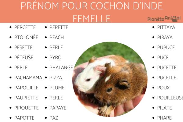 Noms pour cochon d'inde - femelle et mâle - Noms pour cochon d'Inde femelle en P