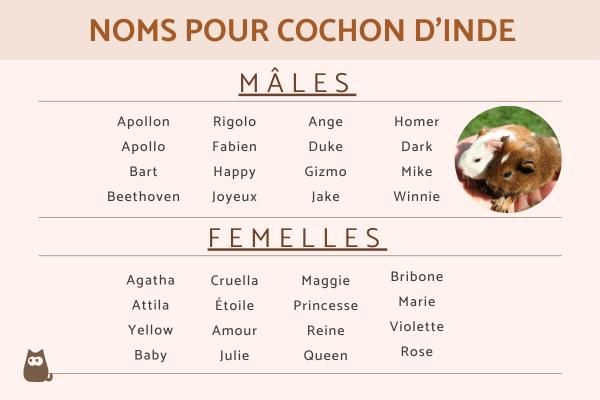 Noms pour cochon d'inde - femelle et mâle