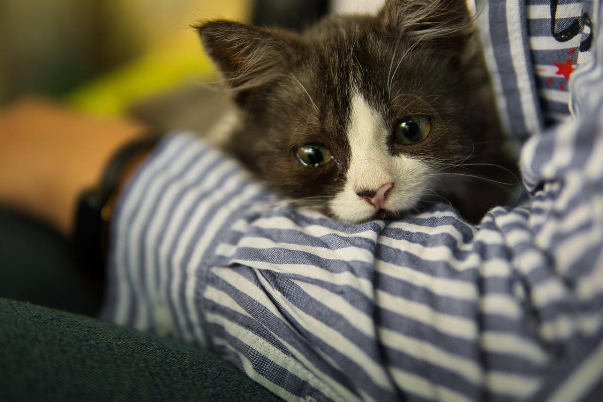 COMMENT FAIRE DESCENDRE UN CHAT D'UN ARBRE