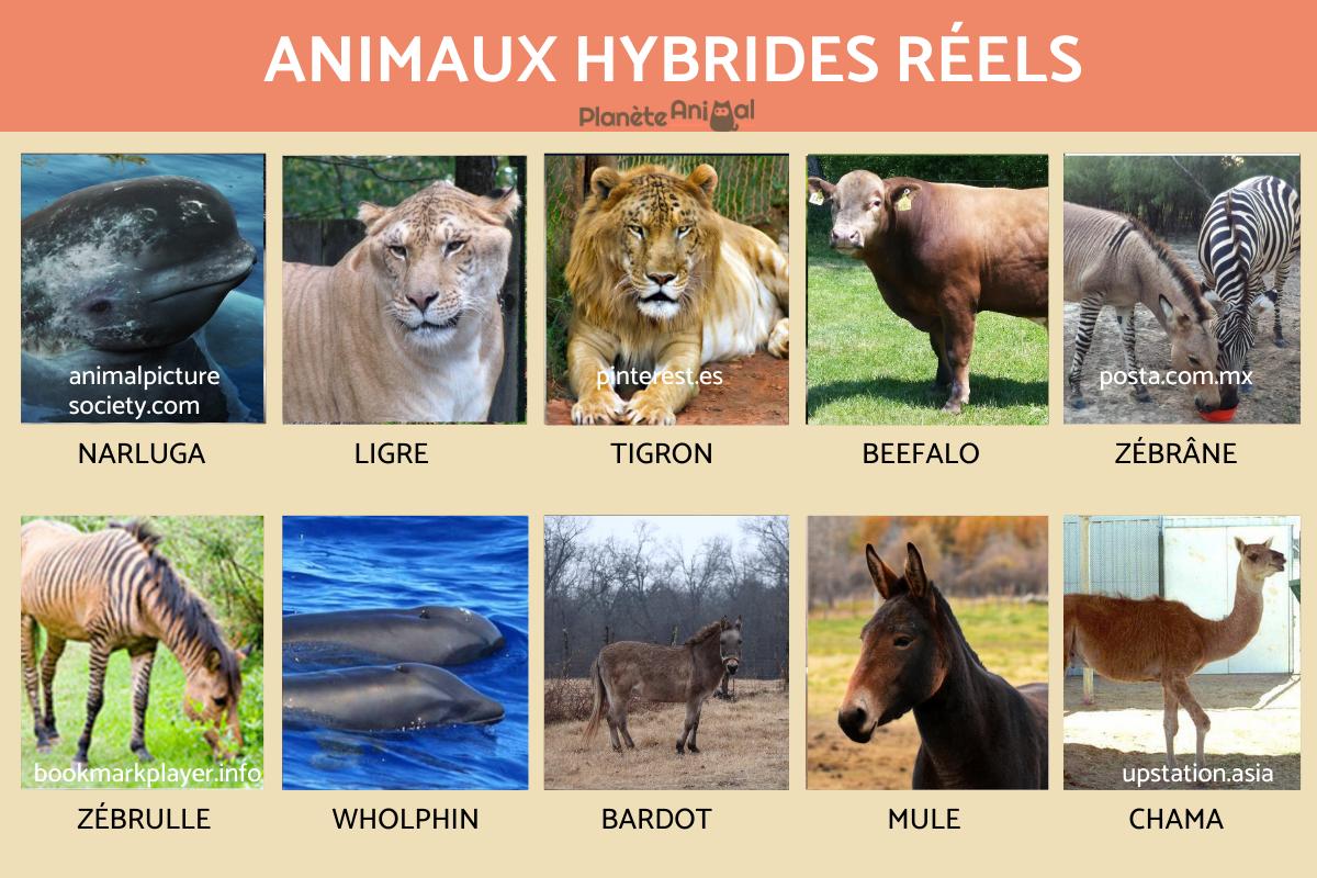 Animaux hybrides réels - Exemples et caractéristiques