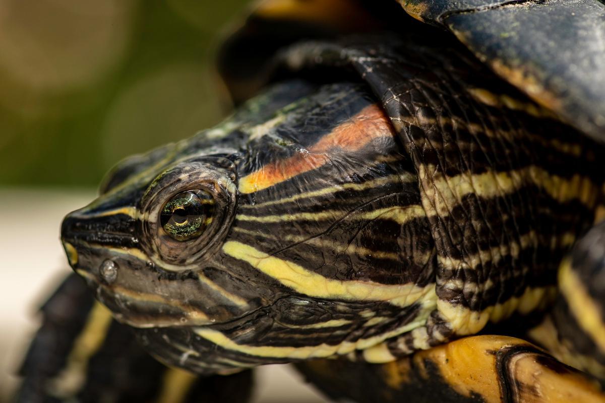 Comment voit une tortue ?