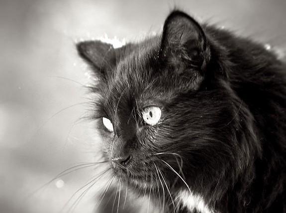 Pourquoi est-ce que mon chat bave beaucoup ?