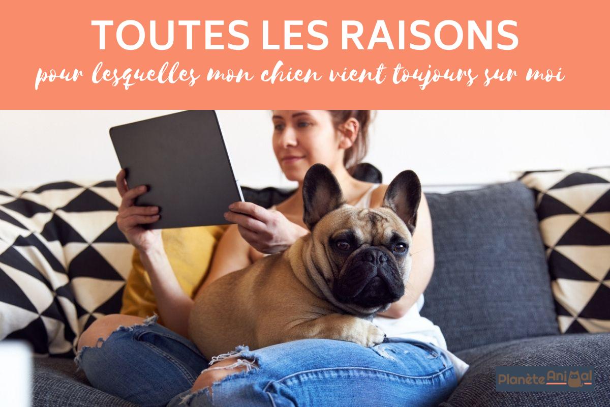 Pourquoi mon chien vient toujours sur moi ?