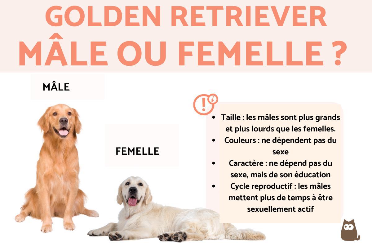 Golden retriever mâle ou femelle ?
