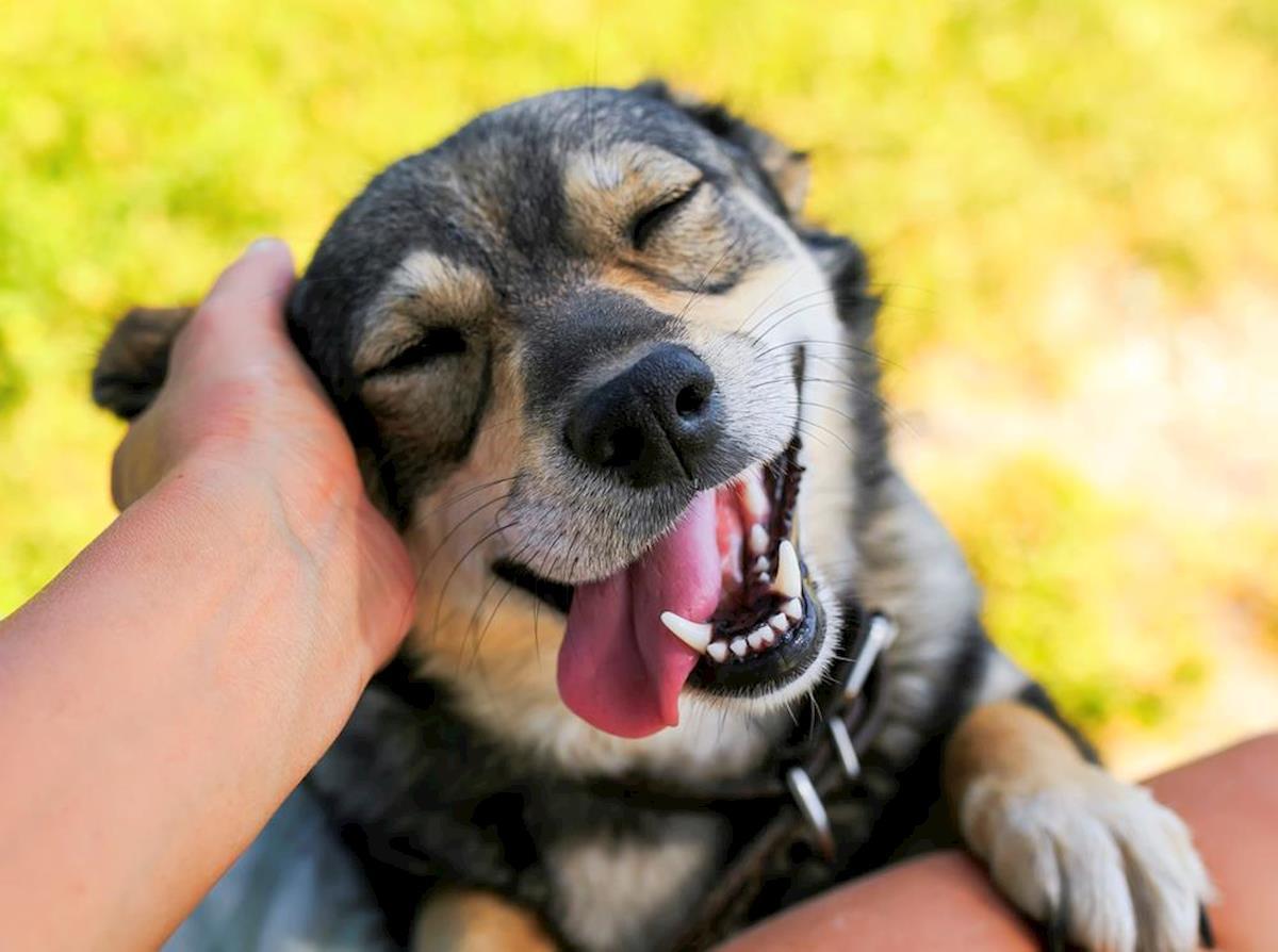 Un chien peut-il sourire ?
