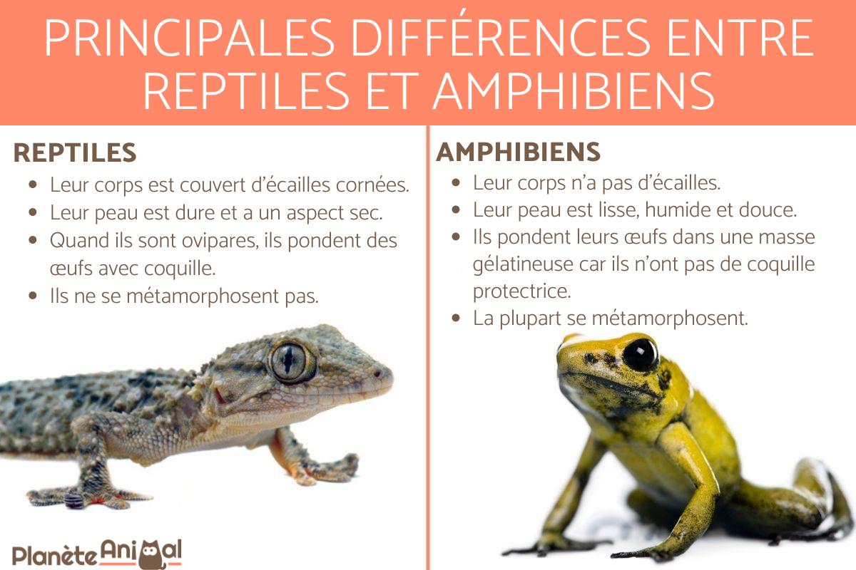 Reptiles et amphibiens : les différences