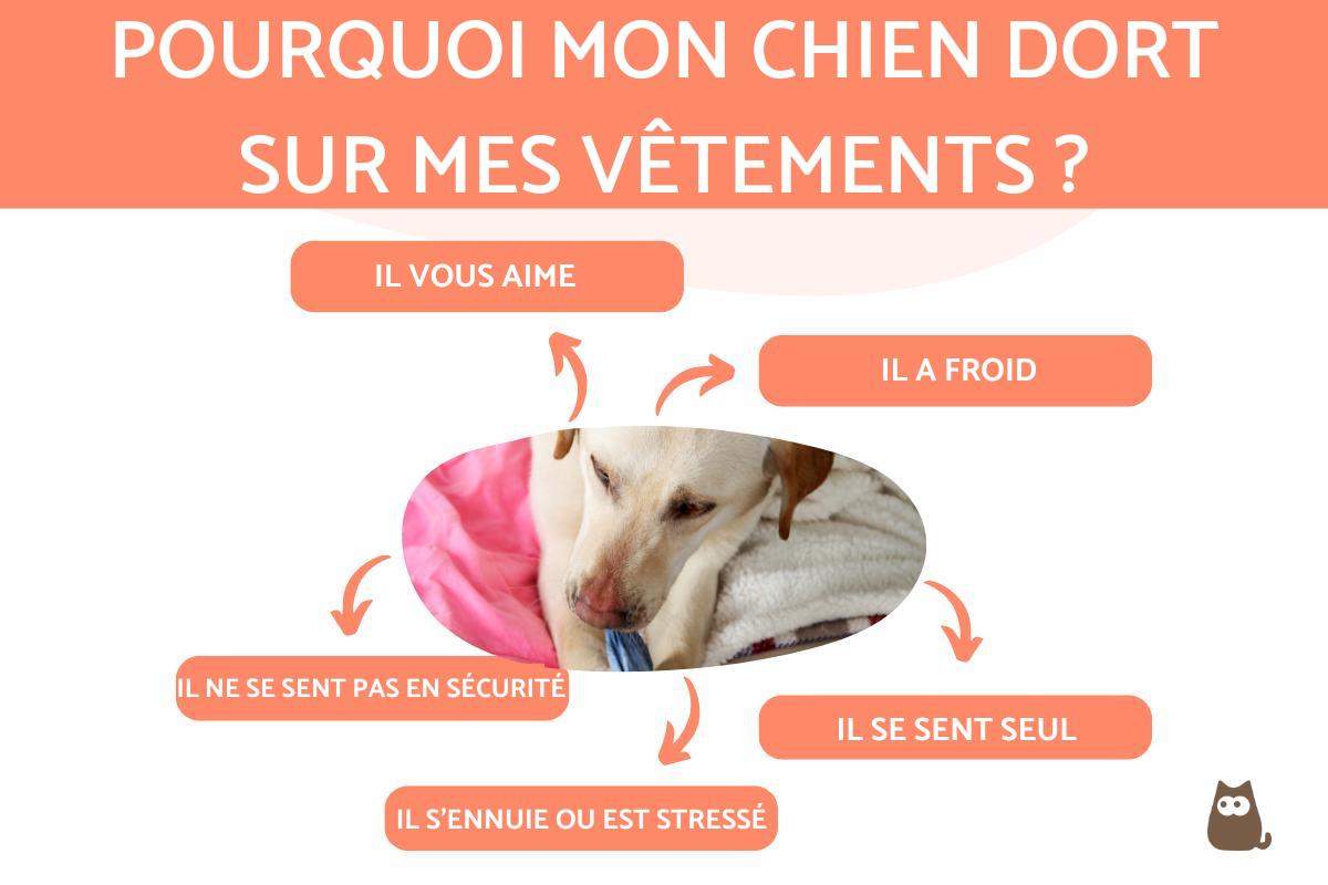Pourquoi mon chien dort sur mes vêtements ?