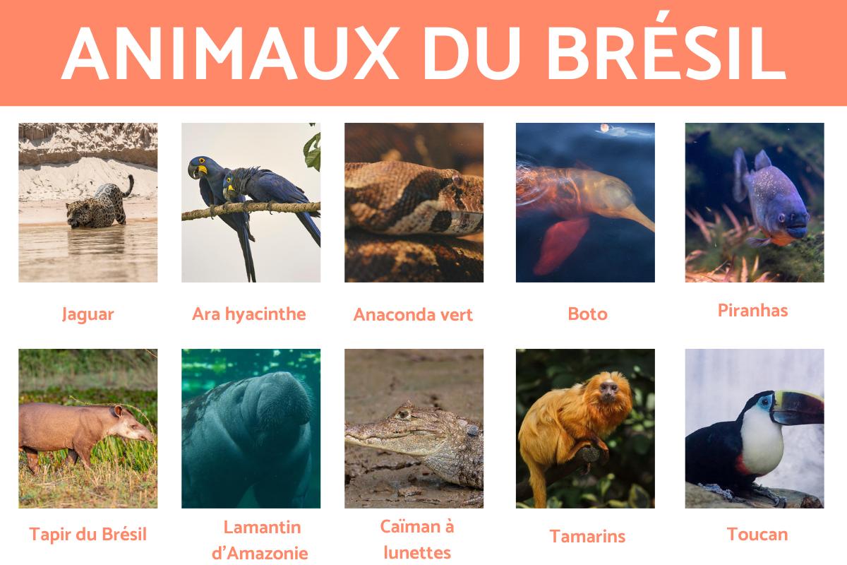 Animaux du Brésil - caractéristiques et photos