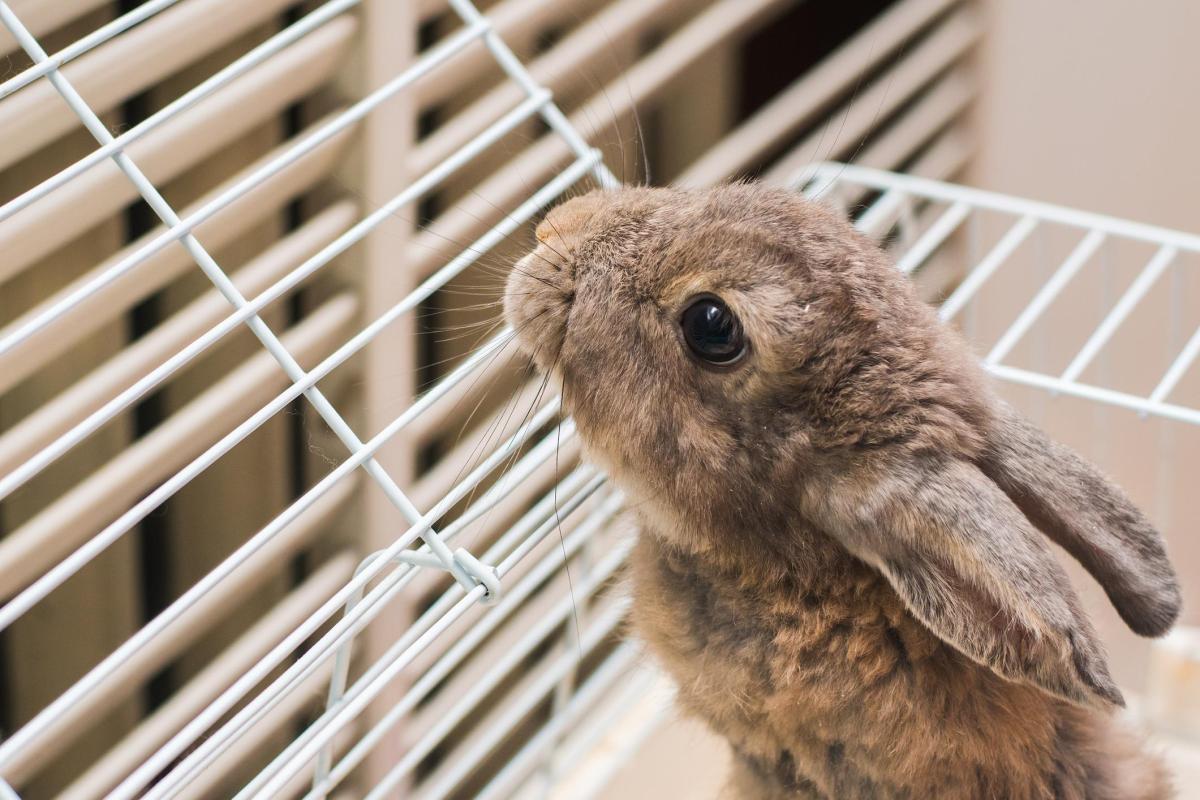 Faut-il couvrir la cage du lapin la nuit ?