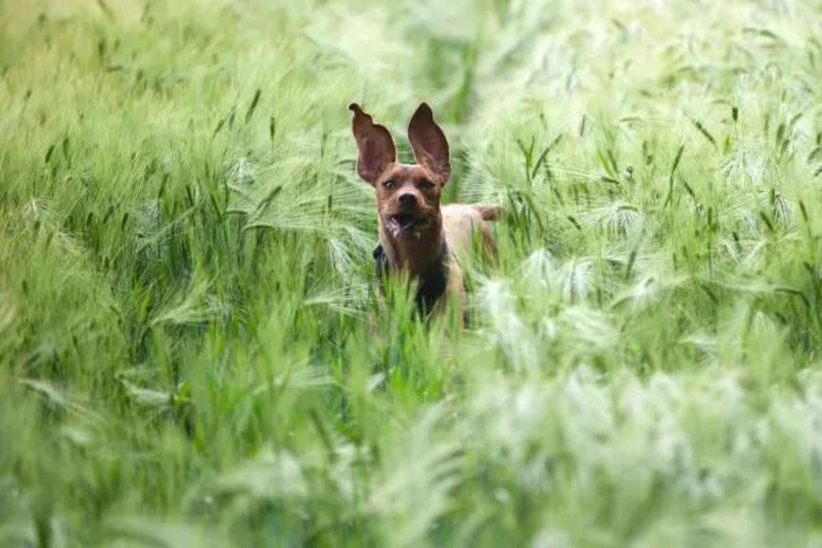 MON CHIEN RESPIRE VITE et à du MUCUS Causes et QUE FAIRE