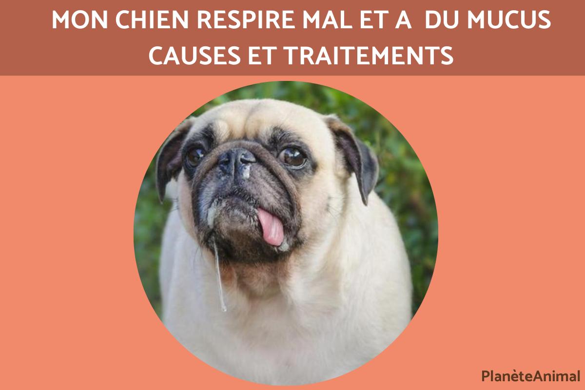 Mon chien respire mal et a du mucus - Causes et traitements