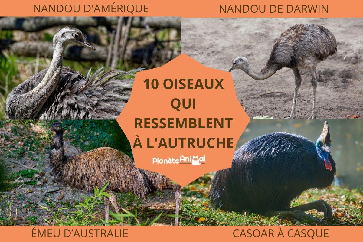 Oiseaux qui ressemblent à l'autruche