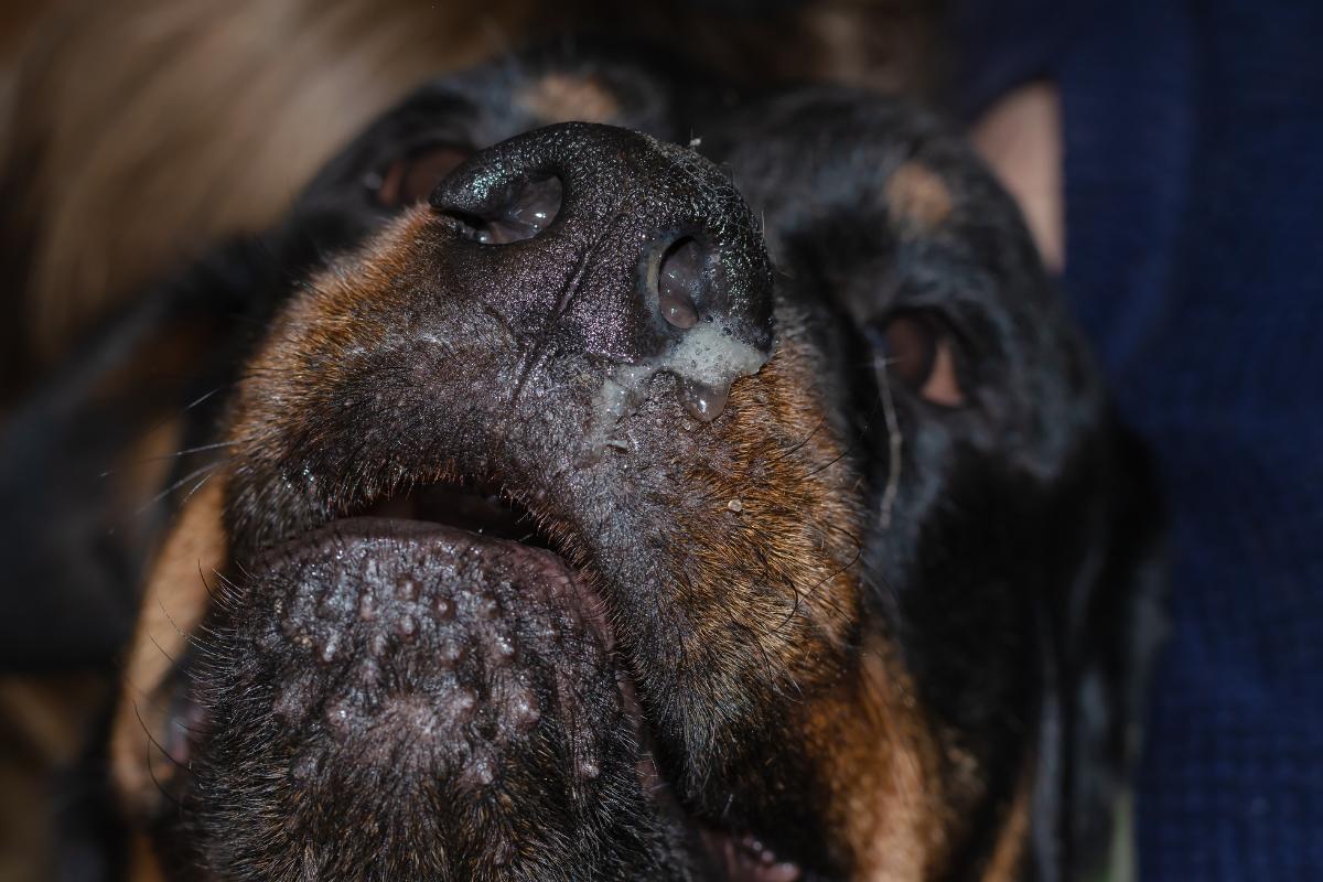MON CHIEN RESPIRE VITE et à du MUCUS Causes et QUE FAIRE