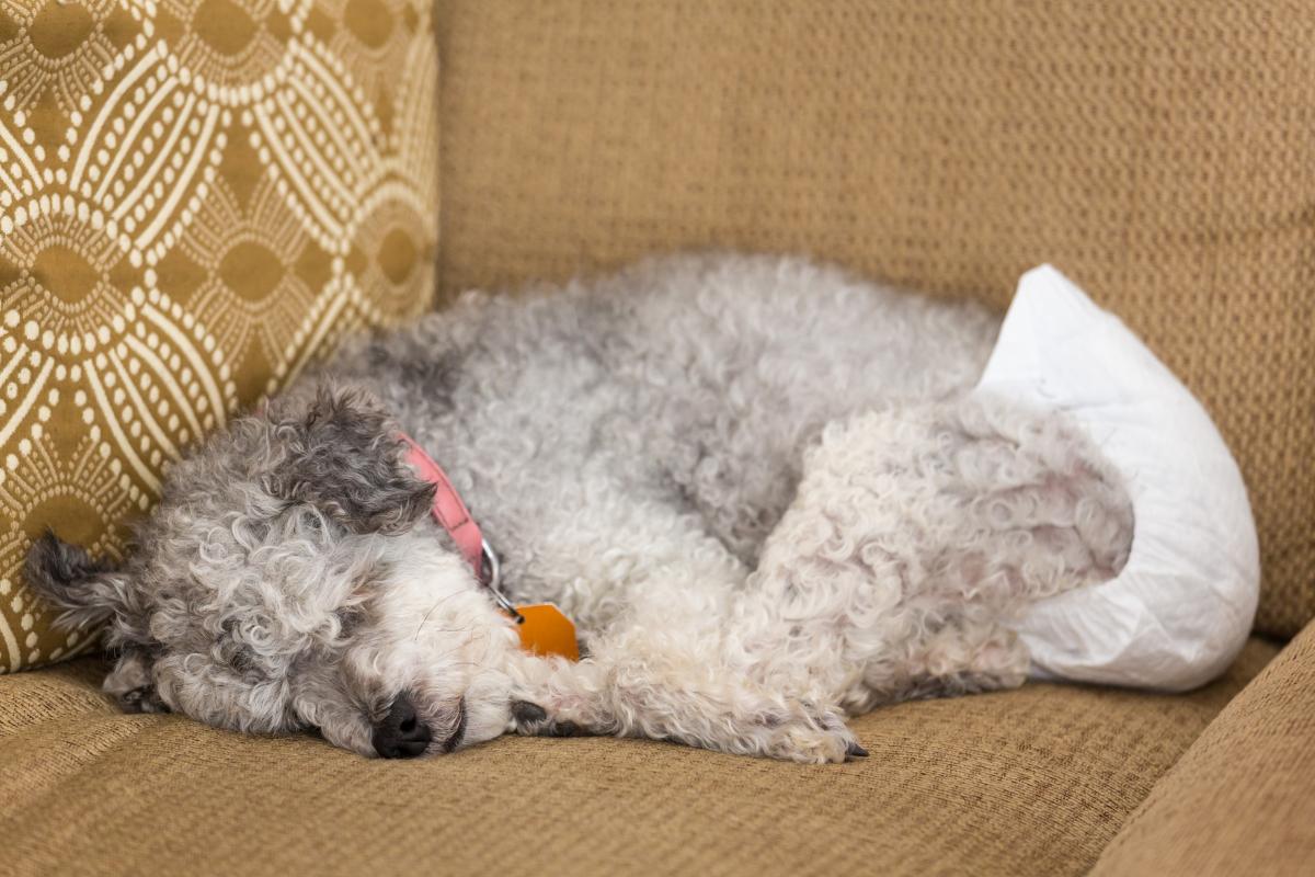 Fuite urinaire chez la chienne stérilisée : traitement et causes