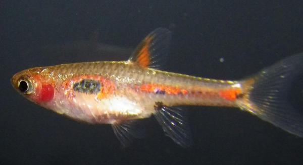 Crevettes en aquarium : quels poissons ? - Boraras