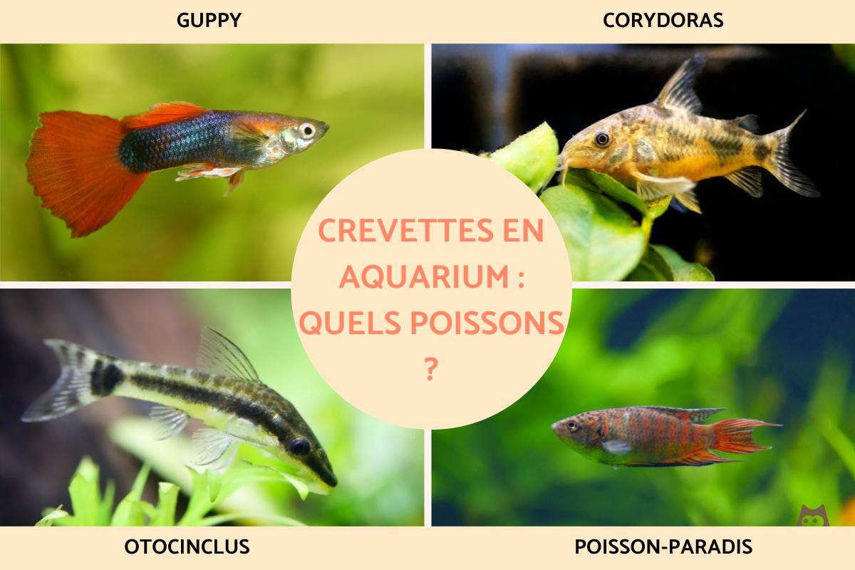 Crevettes en aquarium : quels poissons ?