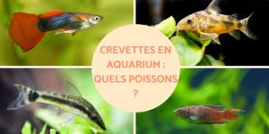 Crevettes en aquarium : quels poissons ?