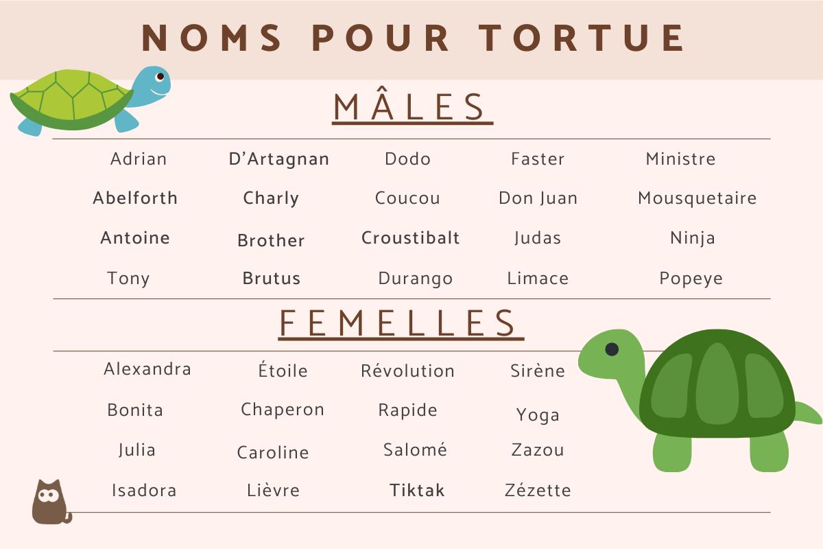 Idées de noms pour tortues - Mâles et femelles