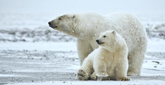 L'ours polaire est en voie de disparition ?