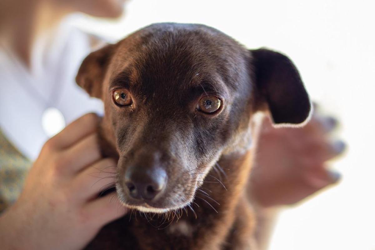 Nourriture pour chien avec problèmes de foie