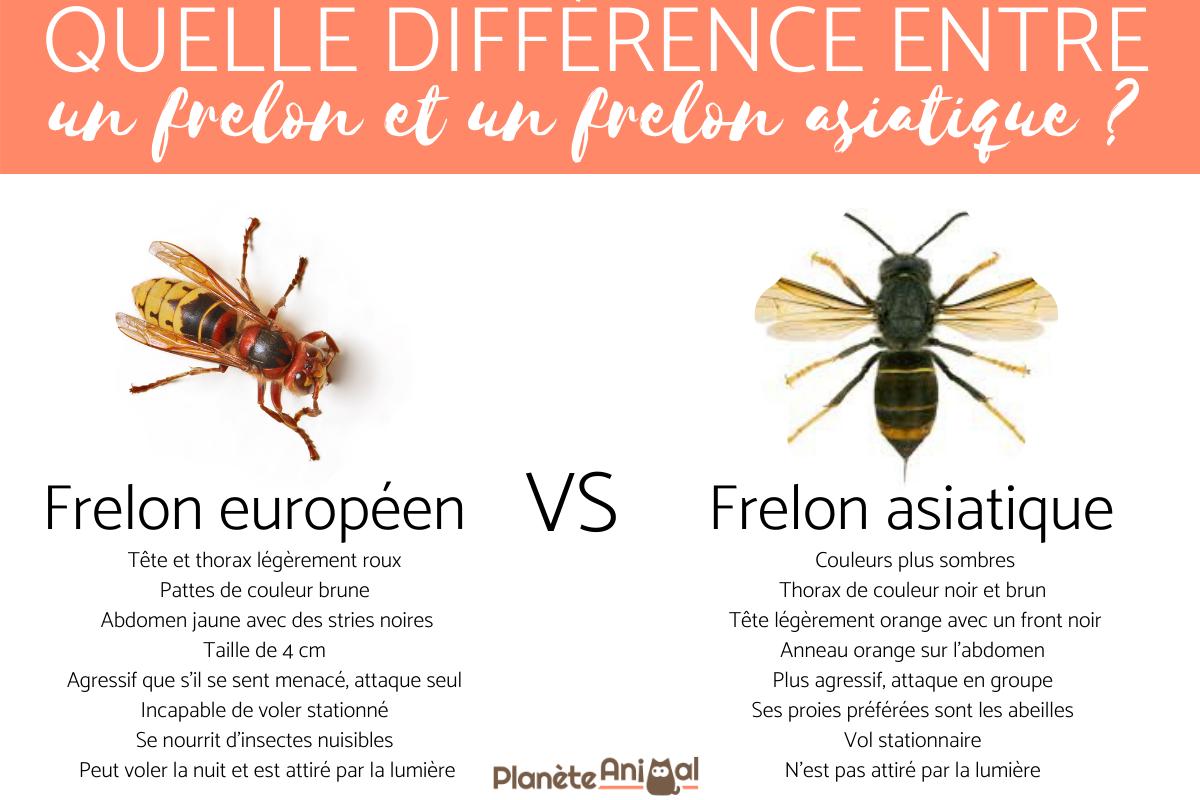 Quelle DIFFÉRENCE entre un NID de frelon EUROPÉEN et ASIATIQUE — free download