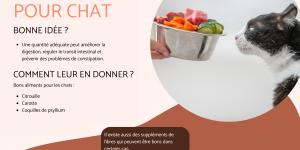Fibre pour chat : aliments et importance