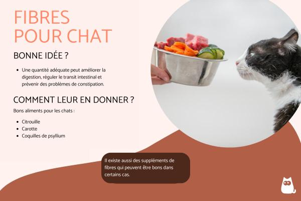 Fibre pour chat : aliments et importance