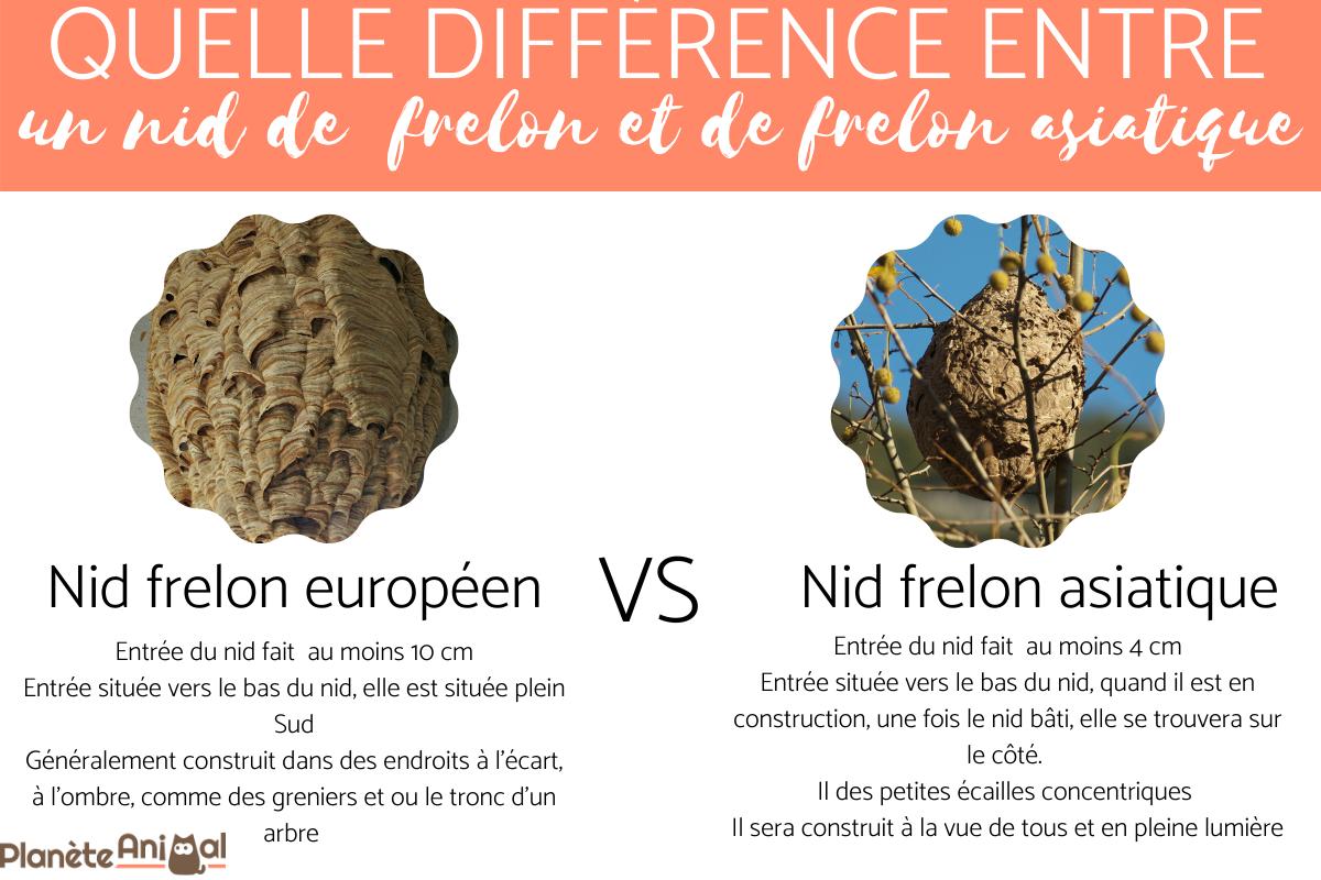 Quelle différence entre un nid de frelon européen et asiatique