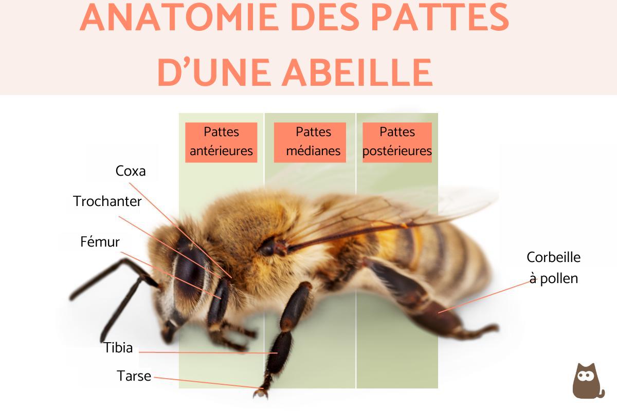 Combien de pattes a une abeille — free download