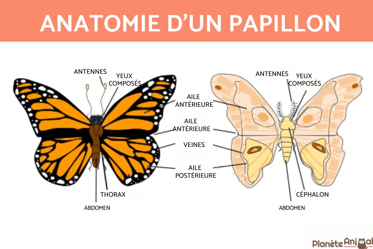 Anatomie d'un papillon avec schéma