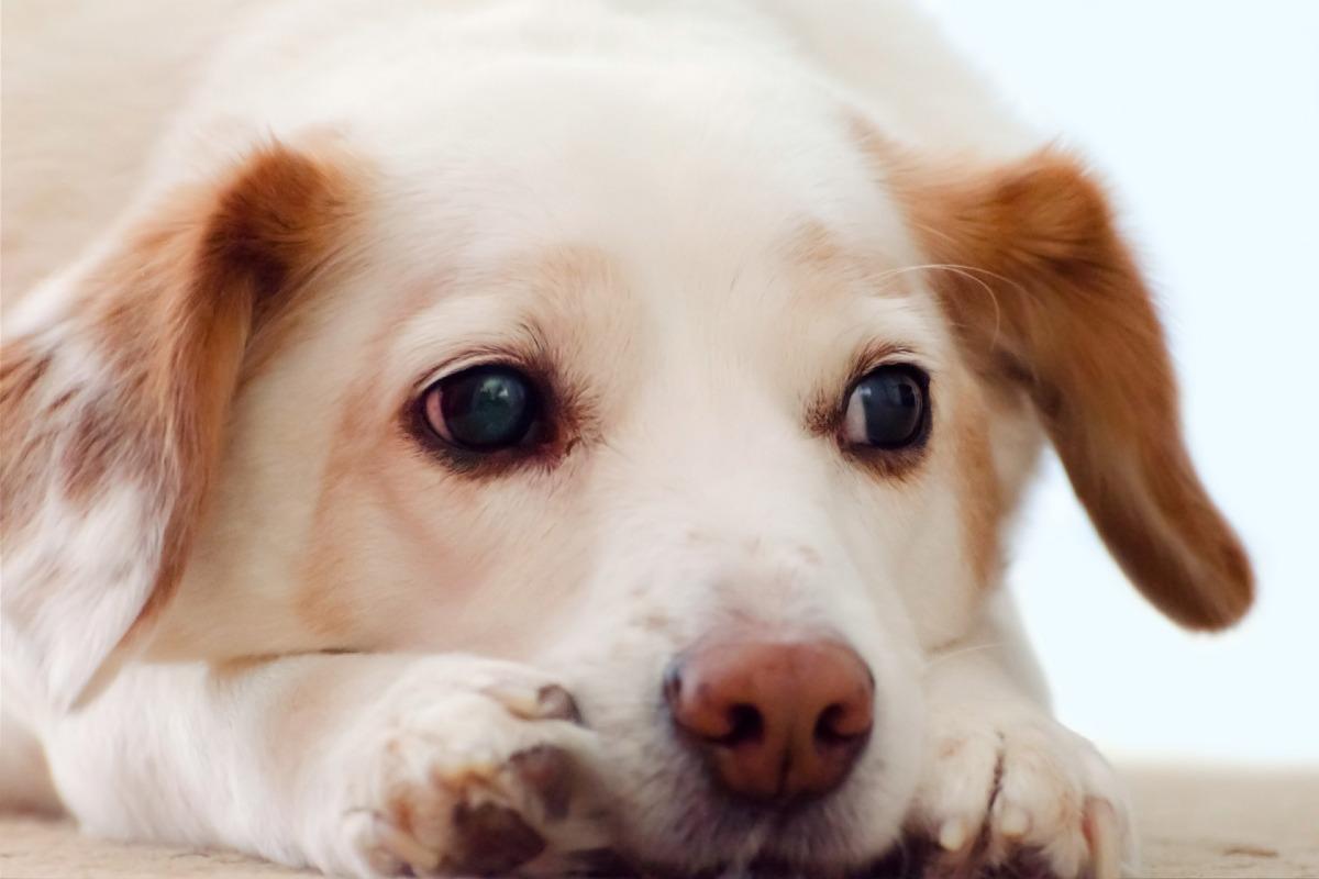 Fistule anale du chien - Symptômes et traitement
