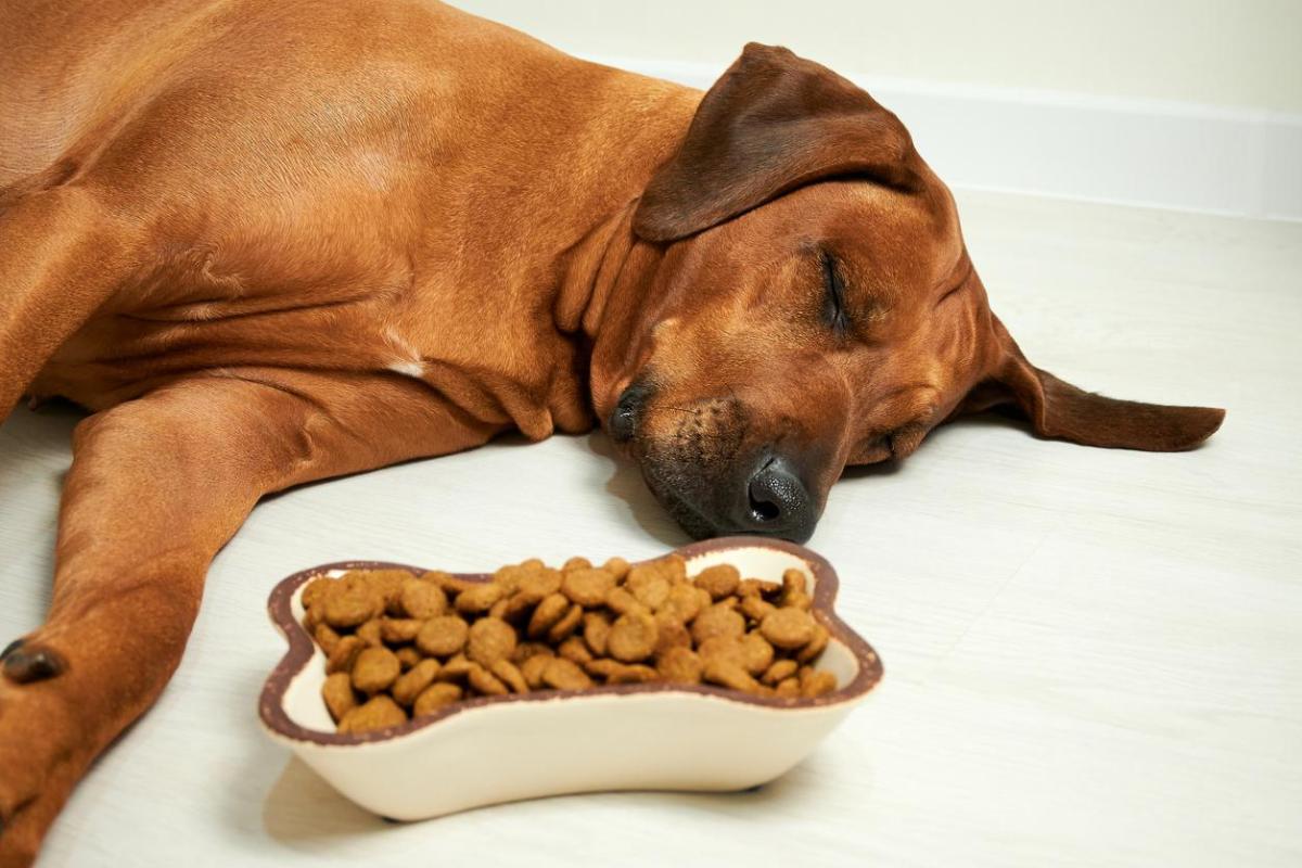 Anorexie chez le chien - Causes, diagnostic et traitement