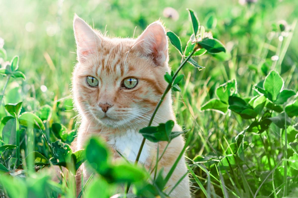 Noms corses pour chats