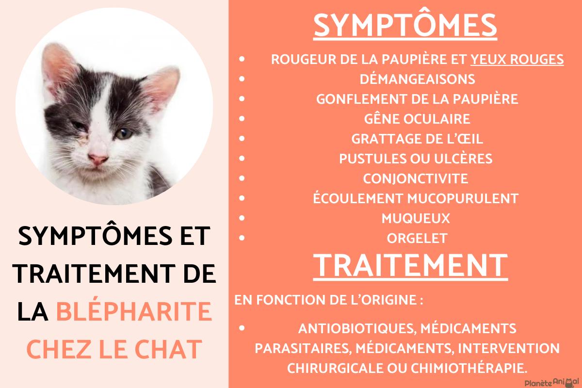 Blépharite chez le chat - Symptômes et traitement