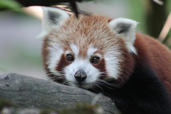 Pourquoi le panda roux est en voie de disparition ? - Plans de conservation mis en place pour le panda roux