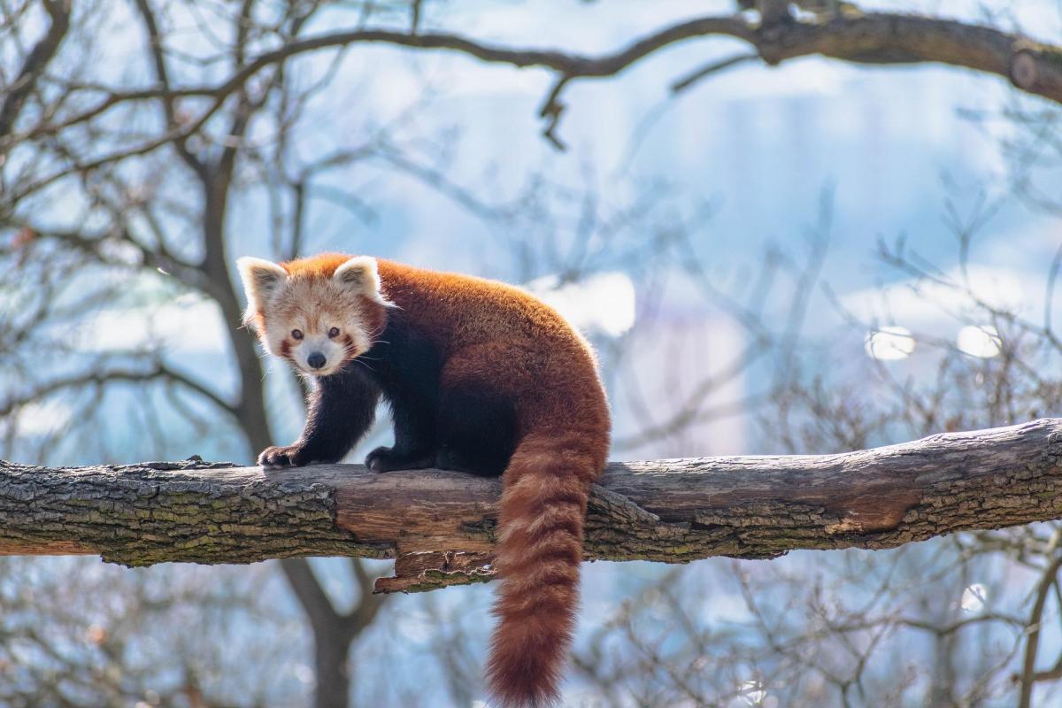 Pourquoi le panda roux est en voie de disparition ?