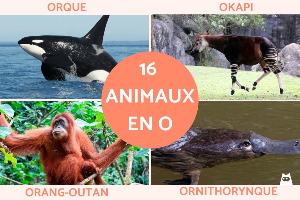 Animaux en O