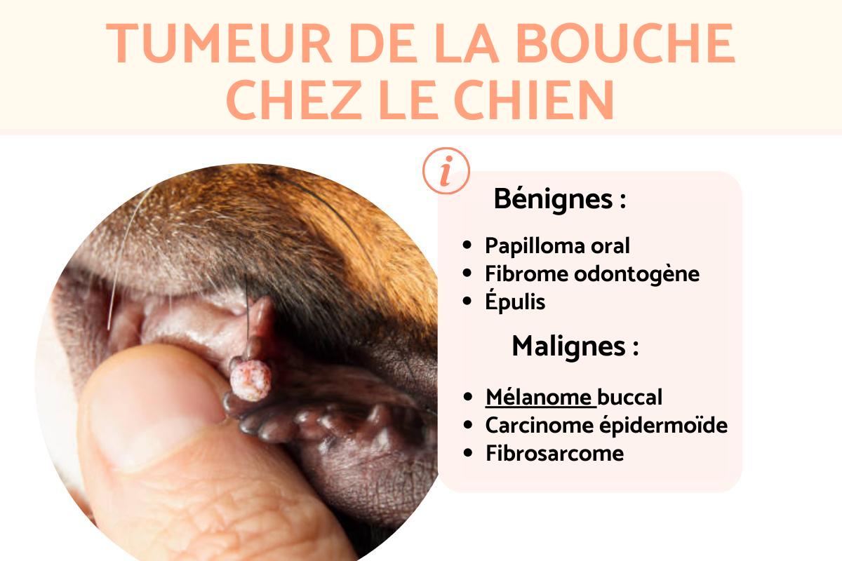 Tumeur de la bouche chez le chien symptômes et traitement