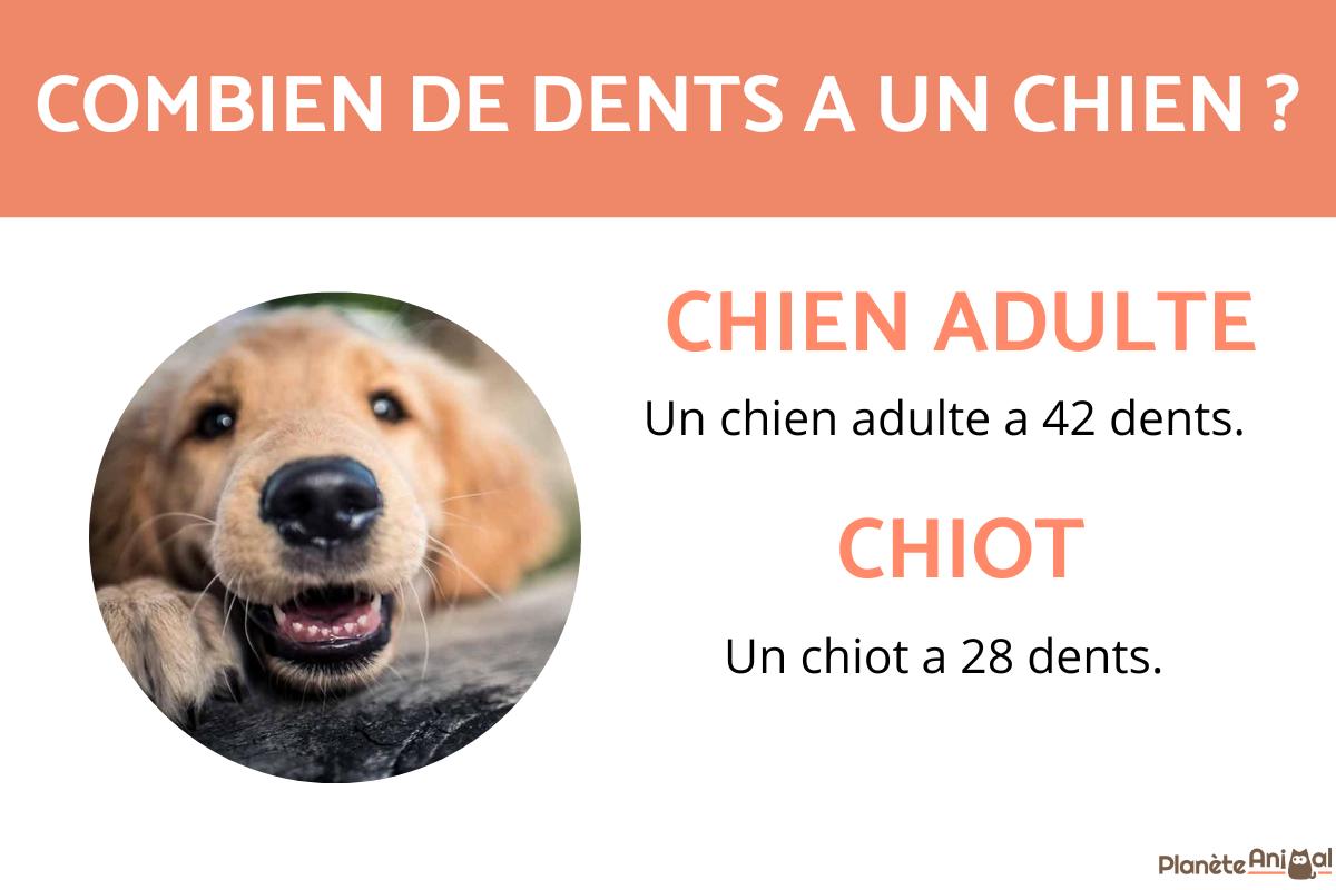 Combien de dents a un chien ?