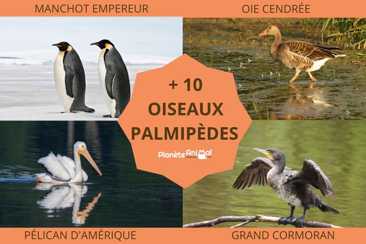 Palmipèdes - Définition et liste